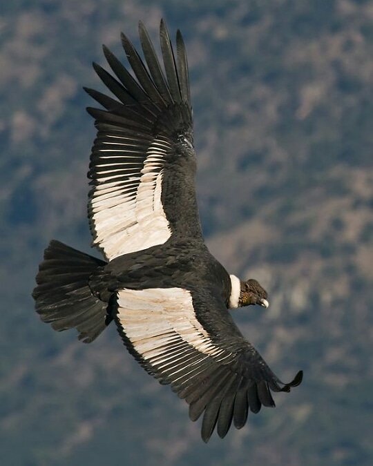 Aves de Chile tweet media