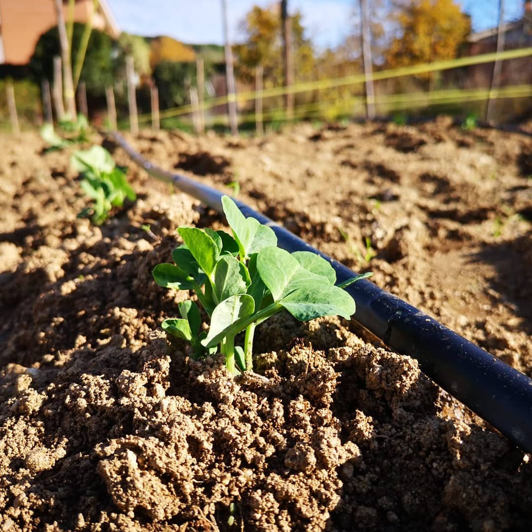 Mosaicagrari's tweet photo. Pèsol plantat a l'hort de Cabrils, per les cuines de @CanRin i @hostaldecabrils #pèsol #cabrils #turodenrompons #canrin #histaldelaplaça #gastronomia #km0 #agriculturaecologica https://t.co/bxQNyqTjcB
