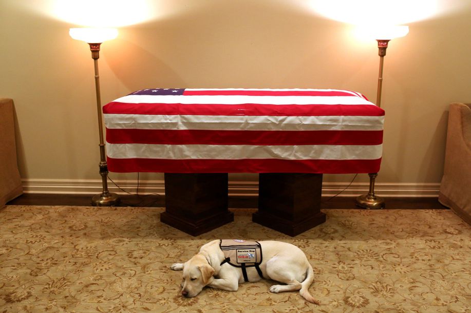 detikcom's tweet photo. Kisah Sully, 'Hachiko' Milik Mendiang Bush Senior yang Bikin Terenyuh https://t.co/mR04qWIYJo https://t.co/b4k0FN4GZ7