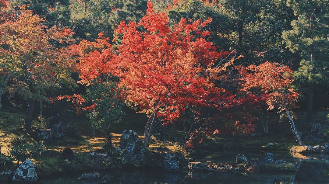 FainTzOG's tweet photo. Arashiyama, Kyoto, Japan https://t.co/jENWCKISeU