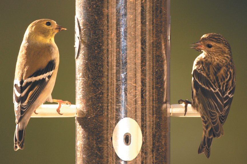 Wild Birds Unlimited On Twitter Have You Seen A Streaked