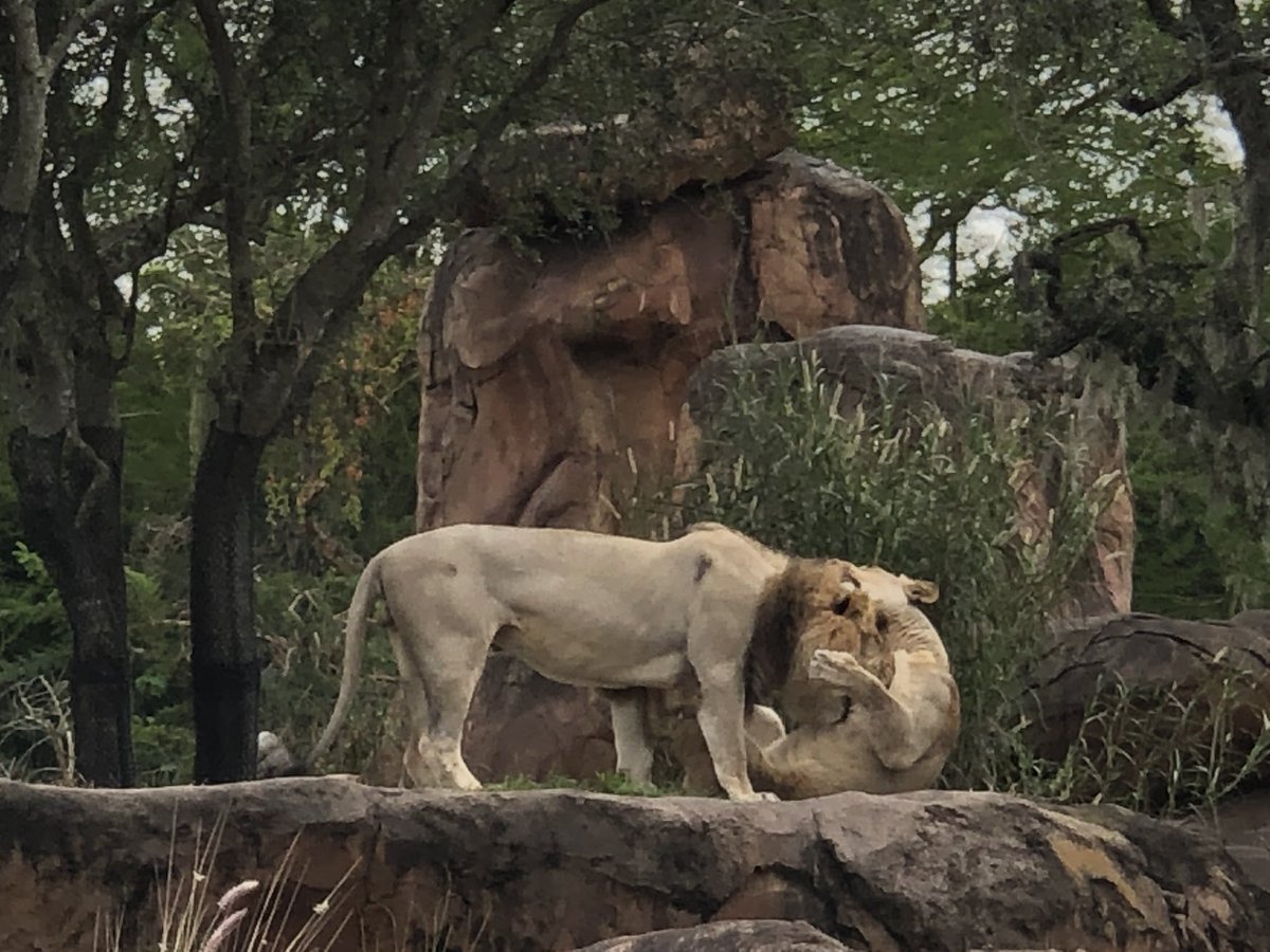 DaddyDoesDisney's tweet photo. You guys! #KilimanjaroSafaris #SimbaandNala #DisneysAnimalKingdom #DisTwitsDoDisney https://t.co/GxTuPRnBCE