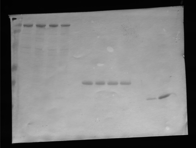 Purdue_AguiLAB's tweet photo. #Throwback Daniel Edwards found and old file of the very first western blot he did circa November 2006! #TBT #labmemories #timeflies https://t.co/RIVd4LBwoJ