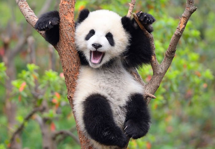 Bob96283059's tweet photo. I ❤️ Bamboo https://t.co/phvkdC0B2O