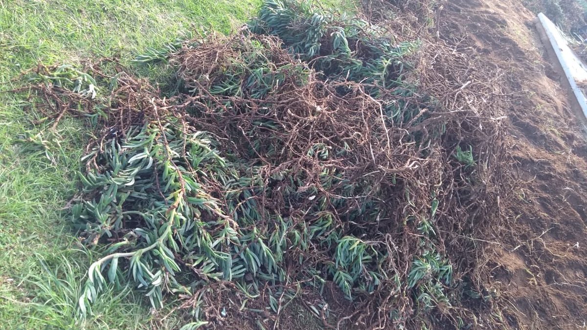 monte78's tweet image. Mas de la deforestación tras la preparación al @catrinafestival @cafetacvba @MAGODEOZOFIC @babasonicos @PorterOficial @MoratBanda entre otros ...@PueNoticias @carlosmartinh @GaboAlatriste @soyluisgabriel @OroNoticias @hechospuebla  @Hecho