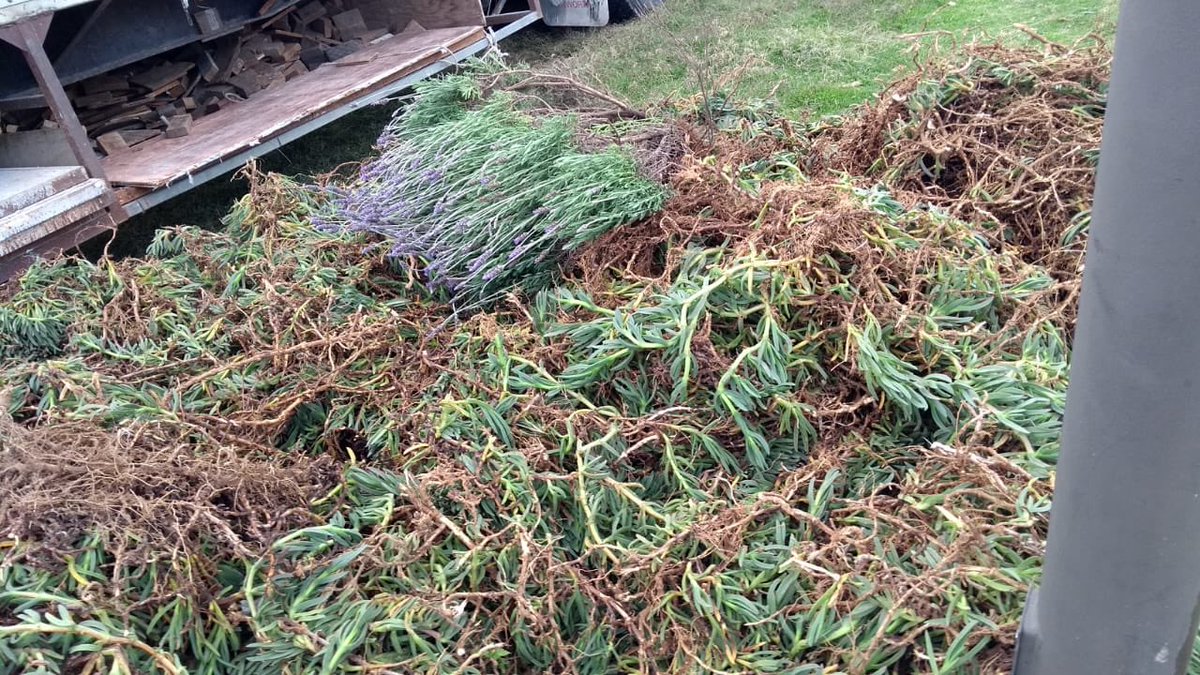 monte78's tweet image. Mas de la deforestación tras la preparación al @catrinafestival @cafetacvba @MAGODEOZOFIC @babasonicos @PorterOficial @MoratBanda entre otros ...@PueNoticias @carlosmartinh @GaboAlatriste @soyluisgabriel @OroNoticias @hechospuebla  @Hecho