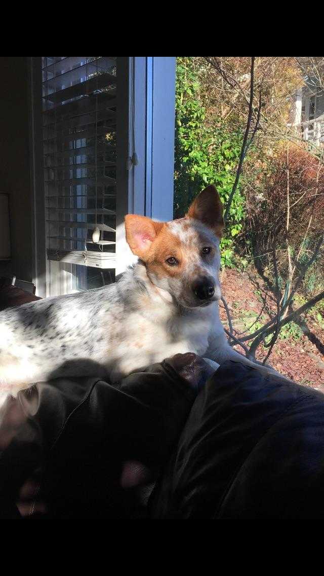 muchdogefun's tweet photo. My guard boy Lucas looking majestic. Ju.. #AustralianCattleDog https://t.co/XQZD8AgEKX https://t.co/MW6OzsnQ1e