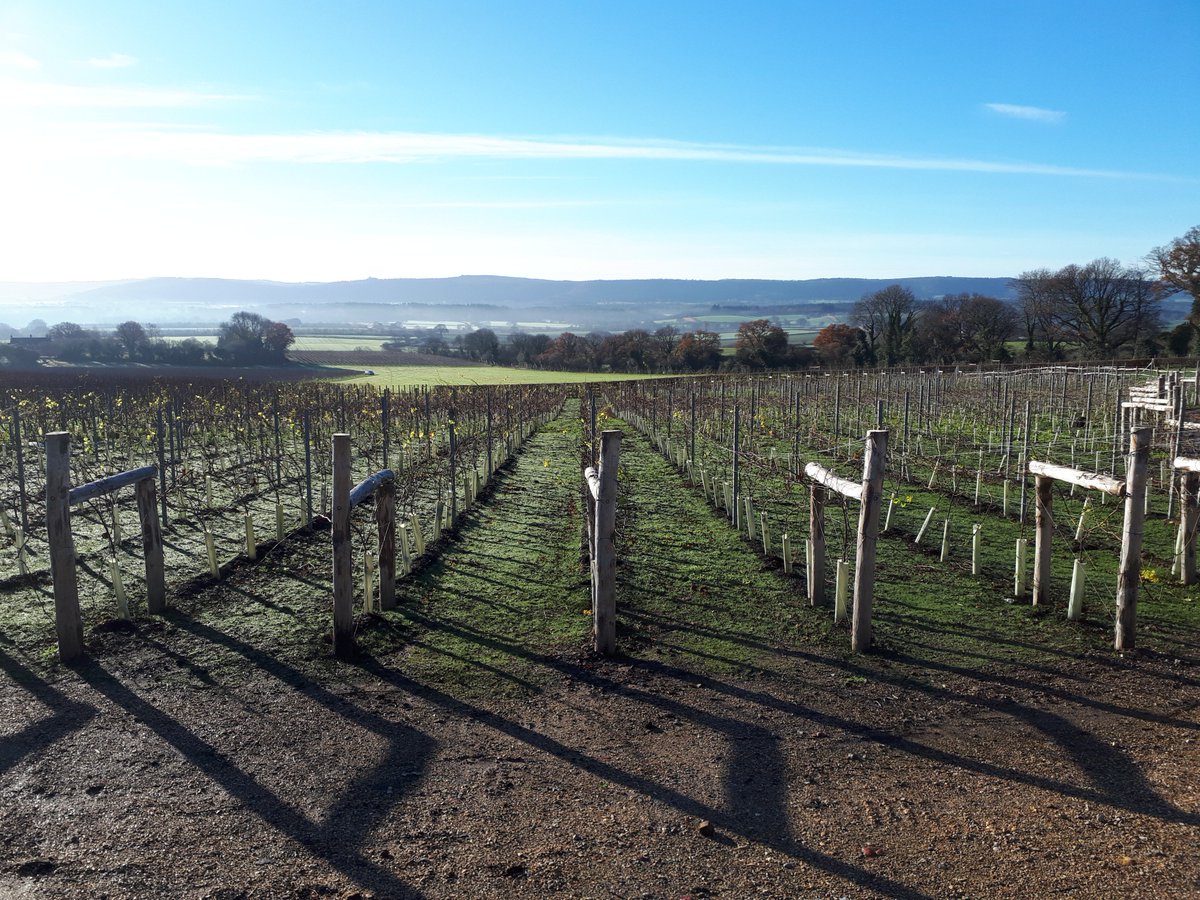 Upperton basking in rare winter sunshine!