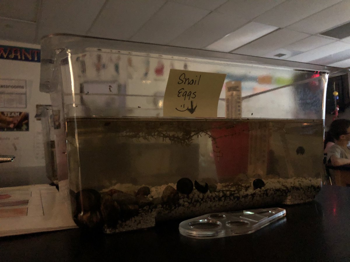 tpteach's tweet photo. The 6th grade scientists @LarsonMS in @MrsKirbyLMS have been researching real ecosystems of their choice and creating ecosystems to study. 
Today they are sharing their expertise of their ecosystems to the class.
#rebelscience https://t.co/TFQKNItqjg