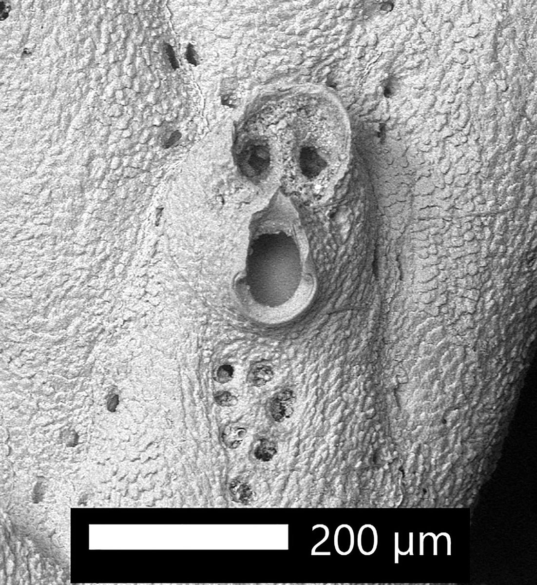 BryozoanNhm's tweet photo. Those bryozoan faces just keep on coming – this one is from a species of Adeonellopsis https://t.co/lriQeb7l0T