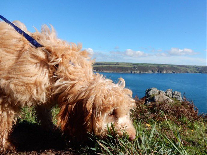 Forthglade's tweet image. We’ve loved teaming up with @southwestcoastpath @coastmaguk for #PawsOnThePath. You can enter for your chance to win £250 worth of Forthglade &amp;amp; more! Simply take a photo of your dog during walkies, on their favourite section of the path, and upload it on southwestcoastpath.org.uk/paws.