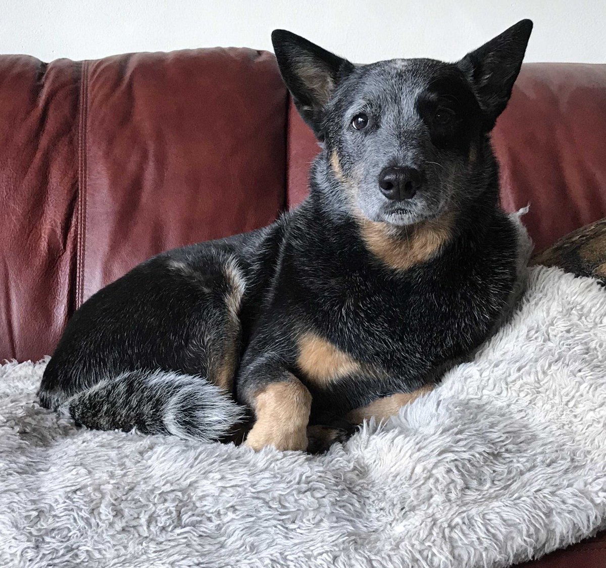 muchdogefun's tweet photo. It’s 11 F degrees outside but she’s coz.. #AustralianCattleDog https://t.co/kJQSHhyjhB https://t.co/9v3GGXam1d