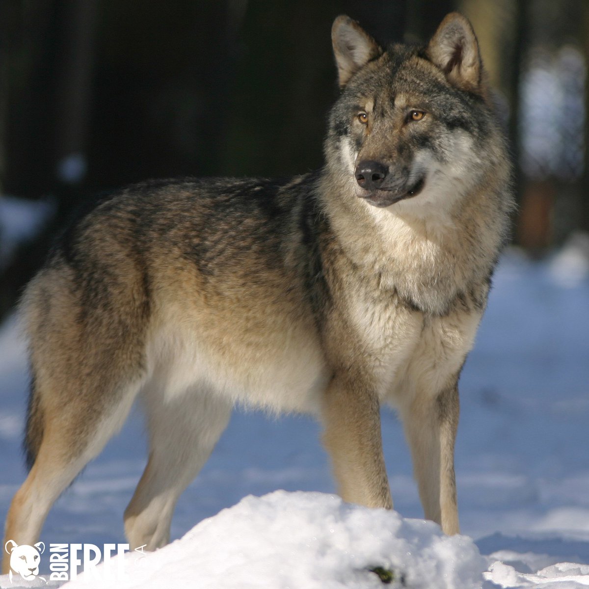 Born Free Usa On Twitter Wisconsin Wolves Desperately Need You