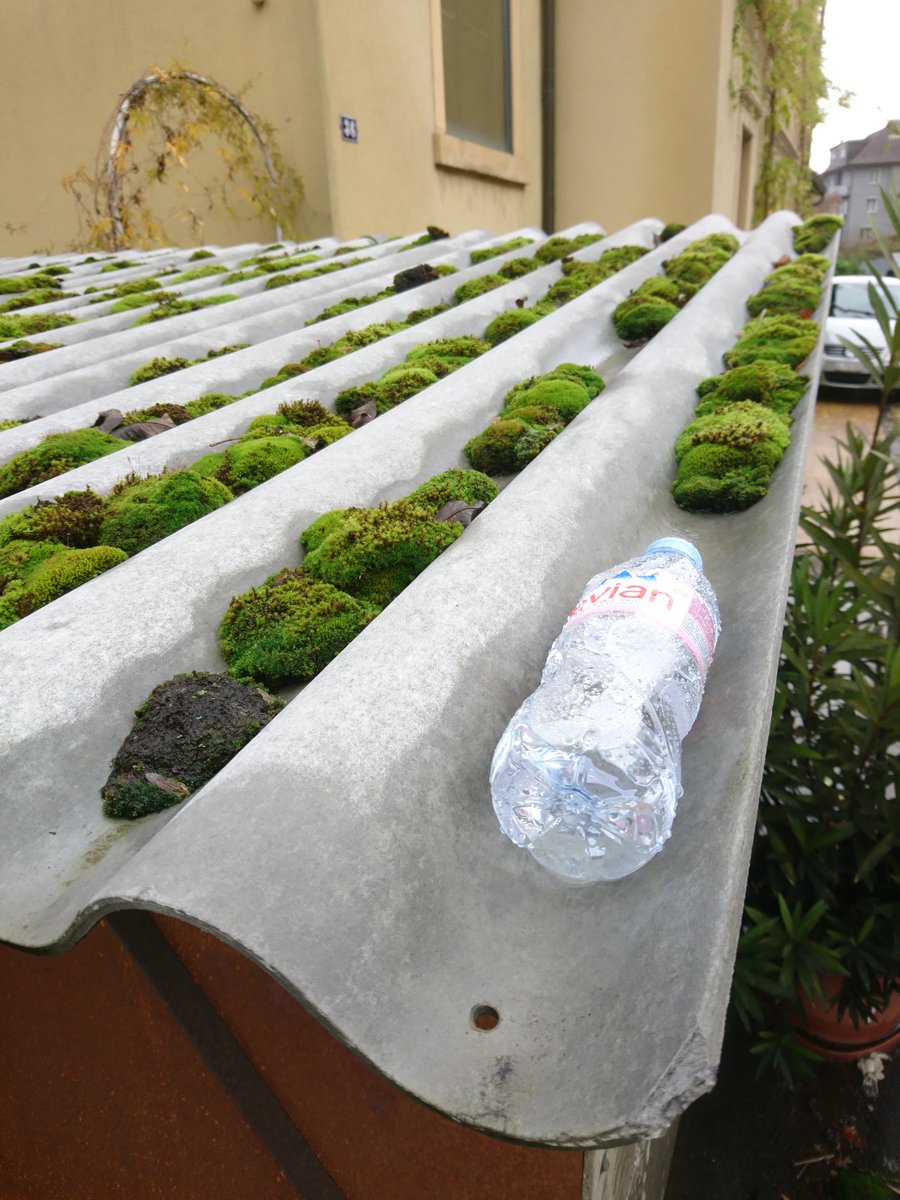 daconte69's tweet image. Was zum Kuckuck soll das denn? Design-Fehler in det Natur? 

Some cuckoos lay their bottles on others peoples roof! Or someone @startedabin? 

#designfehler #abfall #aarau #schönenwerderstrasse #litterfürtwitter #litter #littering #invasiv #startedabin #kuckuck