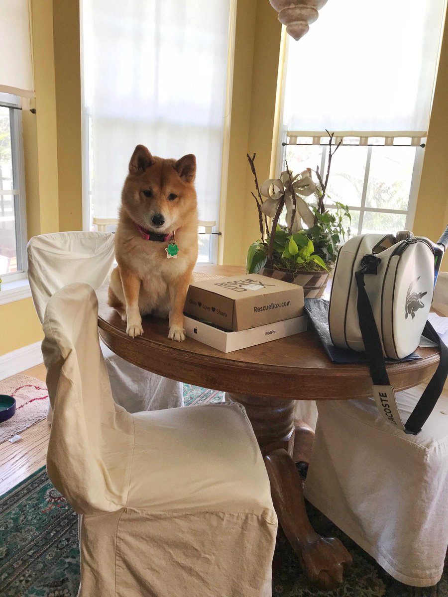 muchdogefun's tweet photo. This why we push our chairs in. #Shiba https://t.co/Jc1pS4IR04 https://t.co/p79frLGFBl