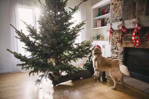How To Make Sure Your Christmas Tree is Dog Safe ---> countryliving.com/uk/wildlife/pe… #dogs #dogmom