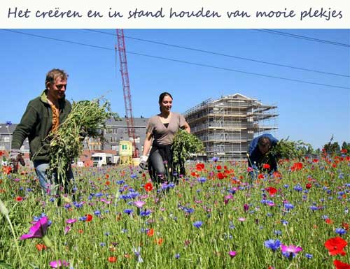 “Ik ben 65 ”, vertelt Frank van Meergroen, “maar ga nog lang niet met pensioen. Ik maak van elke dag een feestje. Dat ‘werk’ voelt dus eerder als een permanente vakantie.” Samen met 1200 vrijwilligers werkt Frank aan en in het groen. #dinsdagledendag lsabewoners.nl/dinsdag-ledend…