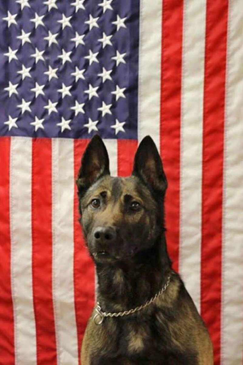 Along with Sgt. Leandro A.S. Jasso, multi-purpose canine Maiko was killed in action on Nov. 24, 2018 in Afghanistan. stripes.com/news/army-rang…