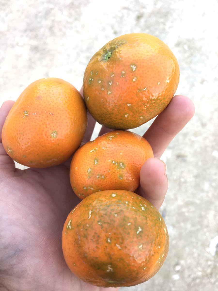 🍊🍊 tweet media