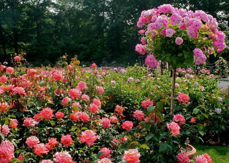 Plant your garden and decorate your own soul, instead of waiting for someone to bring you flowers. 
✓Jose Luis Borges