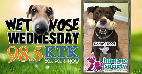 Robin Hood will steal your heart!  This adorable dog is up for adoption from @AlachuaHumane this #WetNoseWednesday Gainesville,Ocala,HeartofFLA! bit.ly/2BQhmti His adoption fee is waived thanks to Tina Heifort
