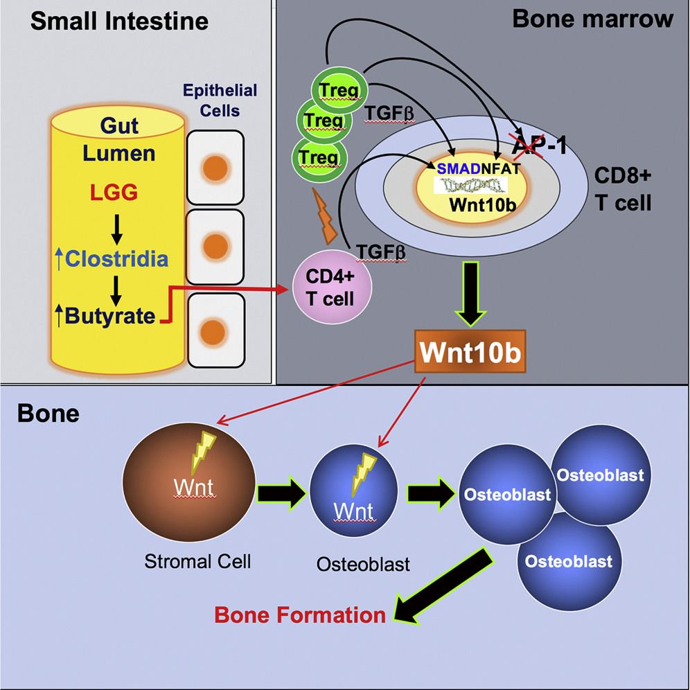 mmw_lmw's tweet photo. #Probiotic Mechanisms of action | Lactobacillus LGG Stimulates Microbial metabolite Butyrate that expands #Regulatory_T_cells, stimulates Wnt10b in CD8 T cells and stimulates bone formation | #OpenAccess | Roberto Pacifici @EmoryUniversity @immunityCP https://t.co/125Rcuh9uc https://t.co/O83l0PrhQ3