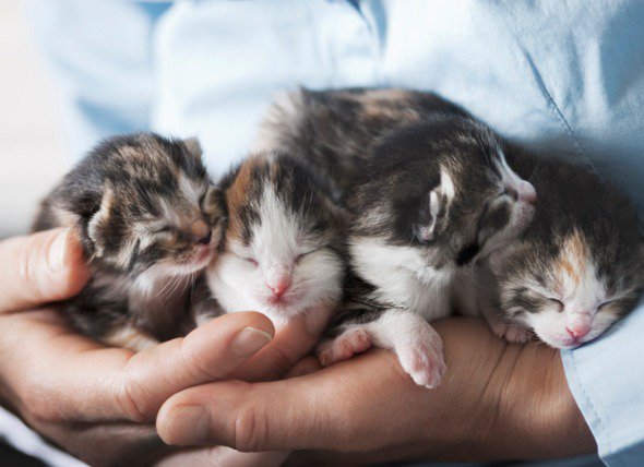 PetMD's tweet photo. Fostering kittens is a huge responsibility and can be difficult to do successfully. Check out this helpful guide on how to raise a kitten from birth to 8 weeks. 🐱 #FosteringKittens #OrphanedKittens #RaisingKittens https://t.co/imElAOynYS https://t.co/K44f6epZiv
