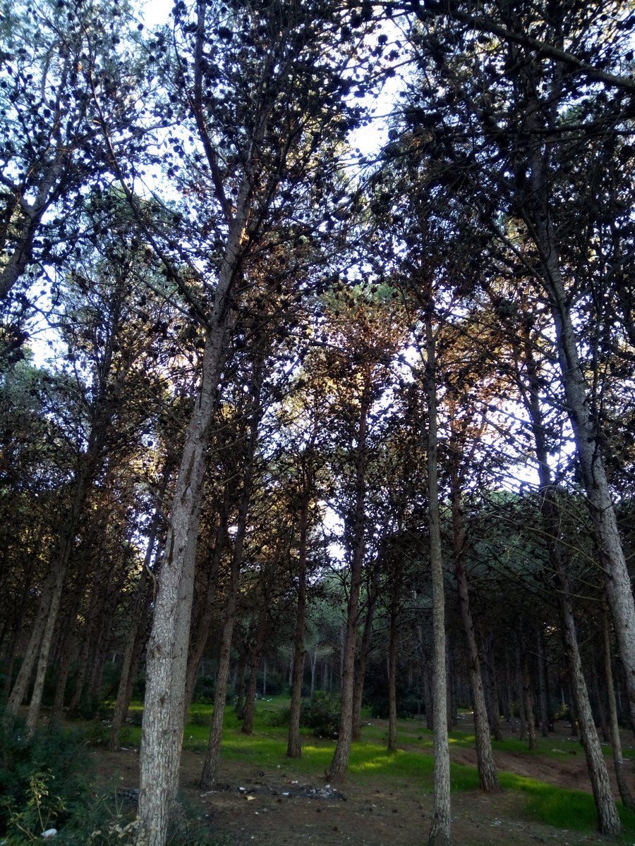 kame31000's tweet photo. #Madagh plage et Forêt de Madagh 😍 de l'oxygène #Oran #Algerie https://t.co/5ceg042mTb