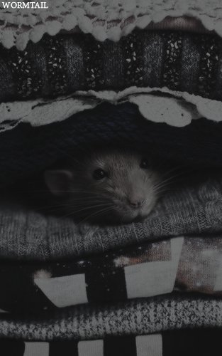 ˗ˏˋ H a r r y  P o t t e r  S q u a d  ˎˊ˗

　　　    「 F i r s t   G e n.」
                 
       ╭ ❥Peter Pettigrew
         ╭ ❥FC﹕Libre 
             ╭ ❥ Mortifago.             
                      ❮ ʀᴛ  ❯