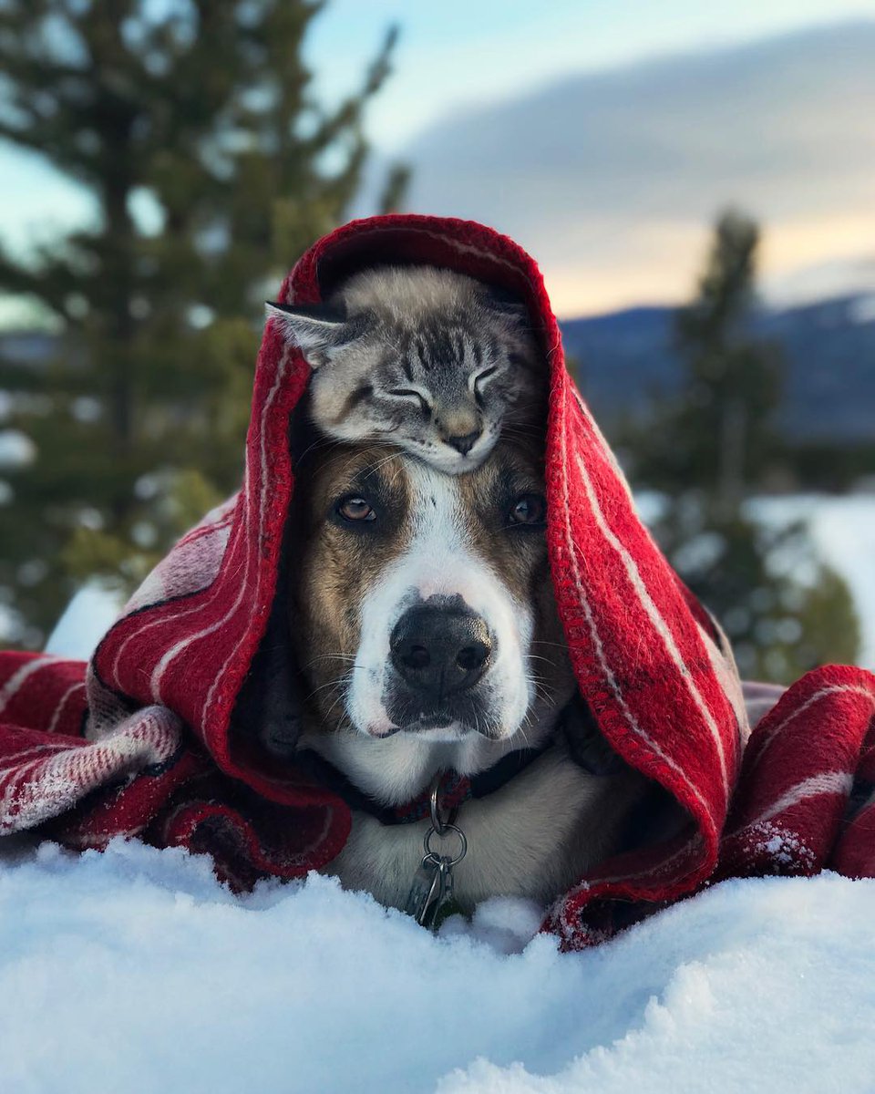AlteaFerrari's tweet photo. SERENO MERCOLEDI' A TUTTI💖
La gente piccola la riconosci subito, è quella che cerca di spiegarti quanto è grande!
Buona Vita 🌹 #Buongiorno 

AMAZING DAY YALL😘
Big hugs💕🌷💕 https://t.co/EGekRisPpg