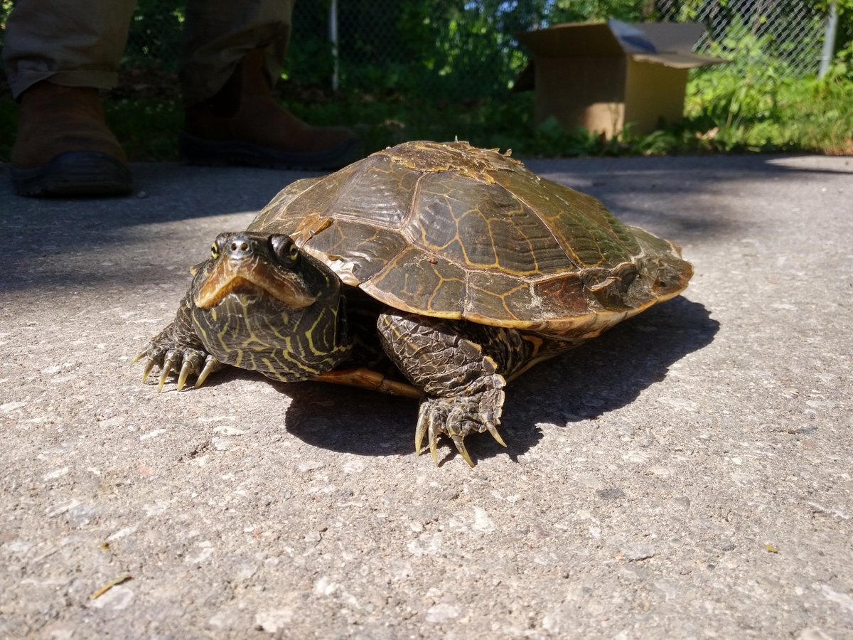TRCAEtobMimicoCreeks tweet media