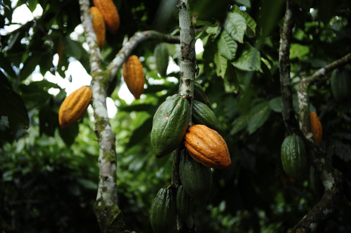 No sul da Bahia, um casal decidiu investir na produção do chocolate, do plantio do cacau à fabricação do tablete. E a mistura entre sustentabilidade e valorização do trabalho local da <a href="/ammachocolate/">amma chocolate</a> deu ótimos frutos! Saiba mais: bit.ly/2KUUUC5 #culturagerafuturo