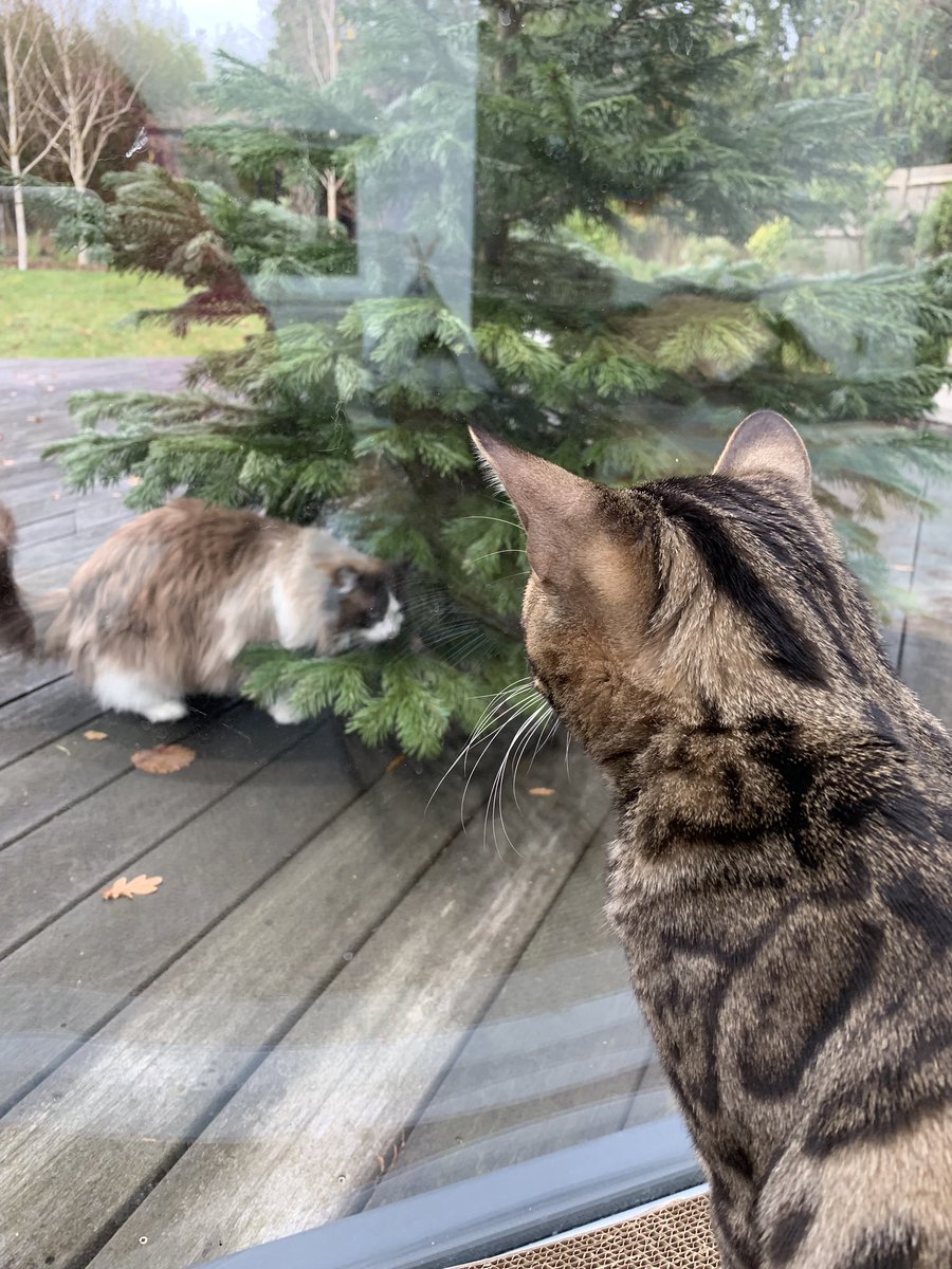 BengalWilma's tweet photo. Frank’s tree is now outside .. and we have an imposter! 🎄🐾#FairyFrank #FunTakenAway #TreeGate #Bengal #ImposterCat https://t.co/4EYMp63qYk