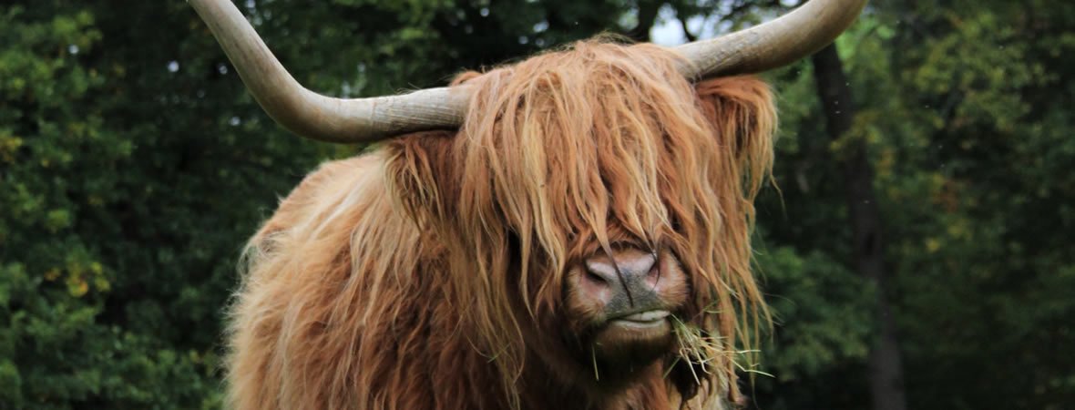 VGN_Connections's tweet photo. The lovely Tribe Animal Sanctuary will be joining us at this weekends Vegan Connections Christmas Market to give us an insight on all the wonderful work they do 🎄🙏 #VCxmas 

Get your tickets now: https://t.co/f77wDDWAxw https://t.co/XI2iivGKQC