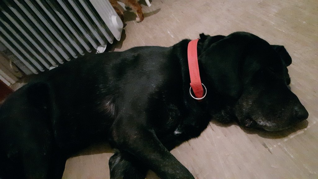 JelenaMKandic's tweet photo. @MrTibbsMeow @GeneralCattis @PilotsNPaws Not bad for an #OlddieButGoldie.🐾💖🐾 

This oldtimer called #Bleki now 10 had been rescued some 3.5 years ago and enjoying every second of being rotten-spoilt by the radiator.🐶 https://t.co/QeMaUgHfOD