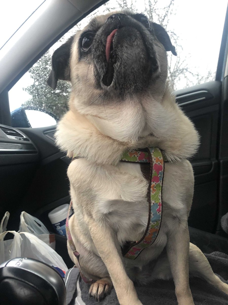 muchdogefun's tweet photo. She’s the boss #Pugs https://t.co/0lnv3nmX3E https://t.co/lNerNlcIBy