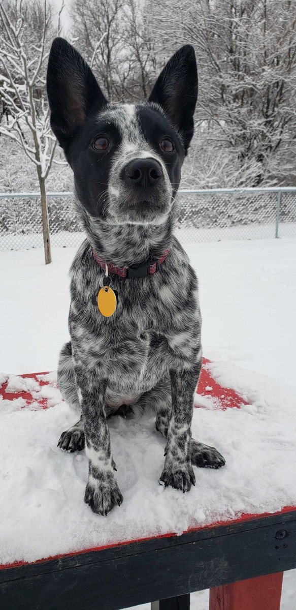muchdogefun's tweet photo. Echo Resume: Excels at borks; Will do a.. #AustralianCattleDog https://t.co/CWC2SM7aSW https://t.co/T7UiuE5Y0w