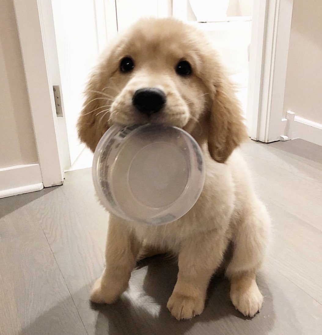 This is Maui. That is his yogurt bowl. He is kindly requesting more yogurt. 12/10 of course sir right away