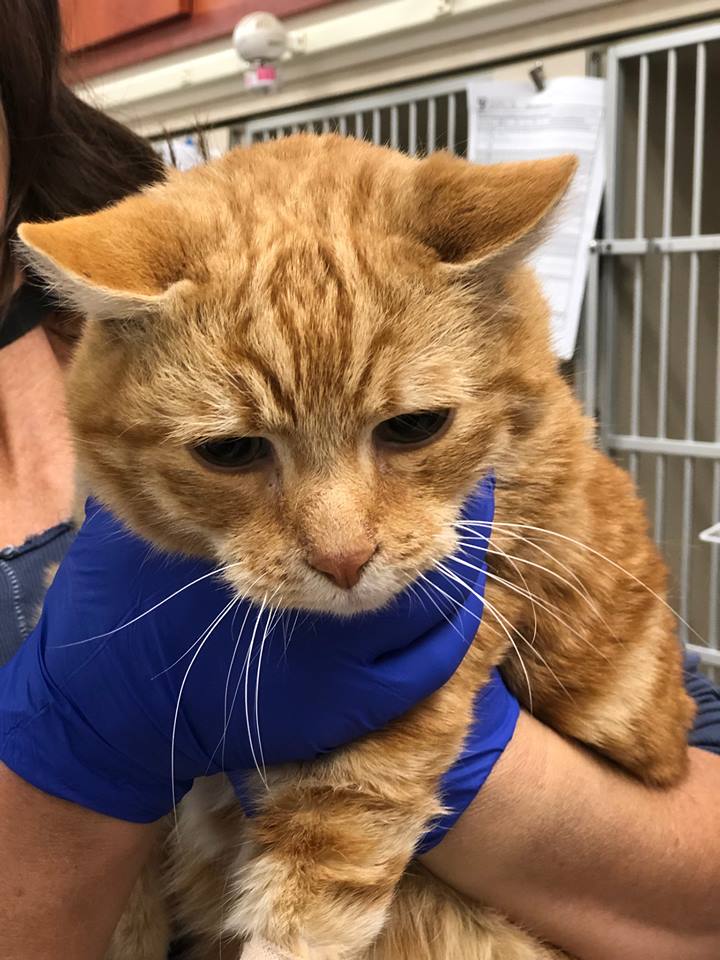 sfspca's tweet photo. This cat was lost during the #CampFire and we’re still searching for his  family. This sweet boy is ~3 years old, neutered, and declawed in front. He’s recovering well from his burns and is now in foster care. If you recognize him, call us at 415-554-3030. SF SPCA ID: A40173430 https://t.co/2GNX3HMxxC