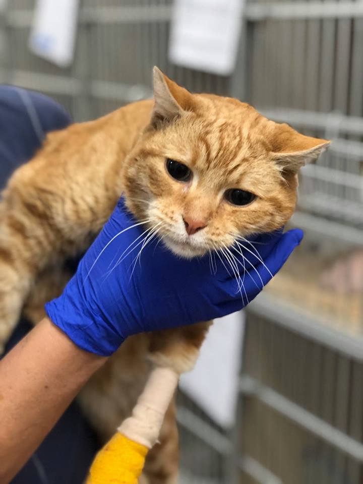 sfspca's tweet photo. This cat was lost during the #CampFire and we’re still searching for his  family. This sweet boy is ~3 years old, neutered, and declawed in front. He’s recovering well from his burns and is now in foster care. If you recognize him, call us at 415-554-3030. SF SPCA ID: A40173430 https://t.co/2GNX3HMxxC