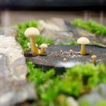 きのこの原木ってこんなに可愛いんだな。なんかフィギュアみたいで素敵