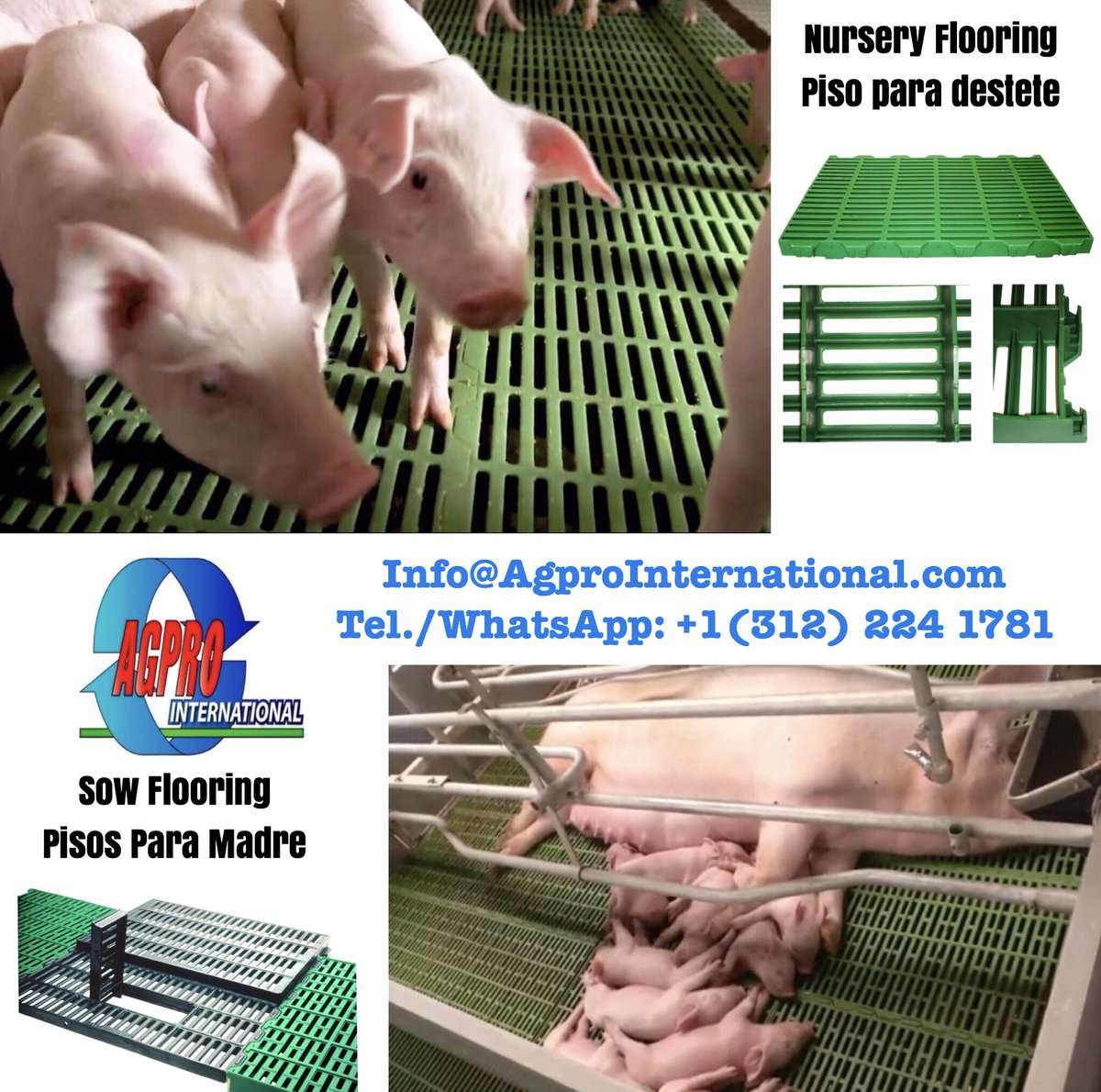 Agpro_Int's tweet image. Piso plástico para madre y lechónes, y hierro fundido para la madre.

Plastic floor for sows and piglets, and cast iron for the sows.