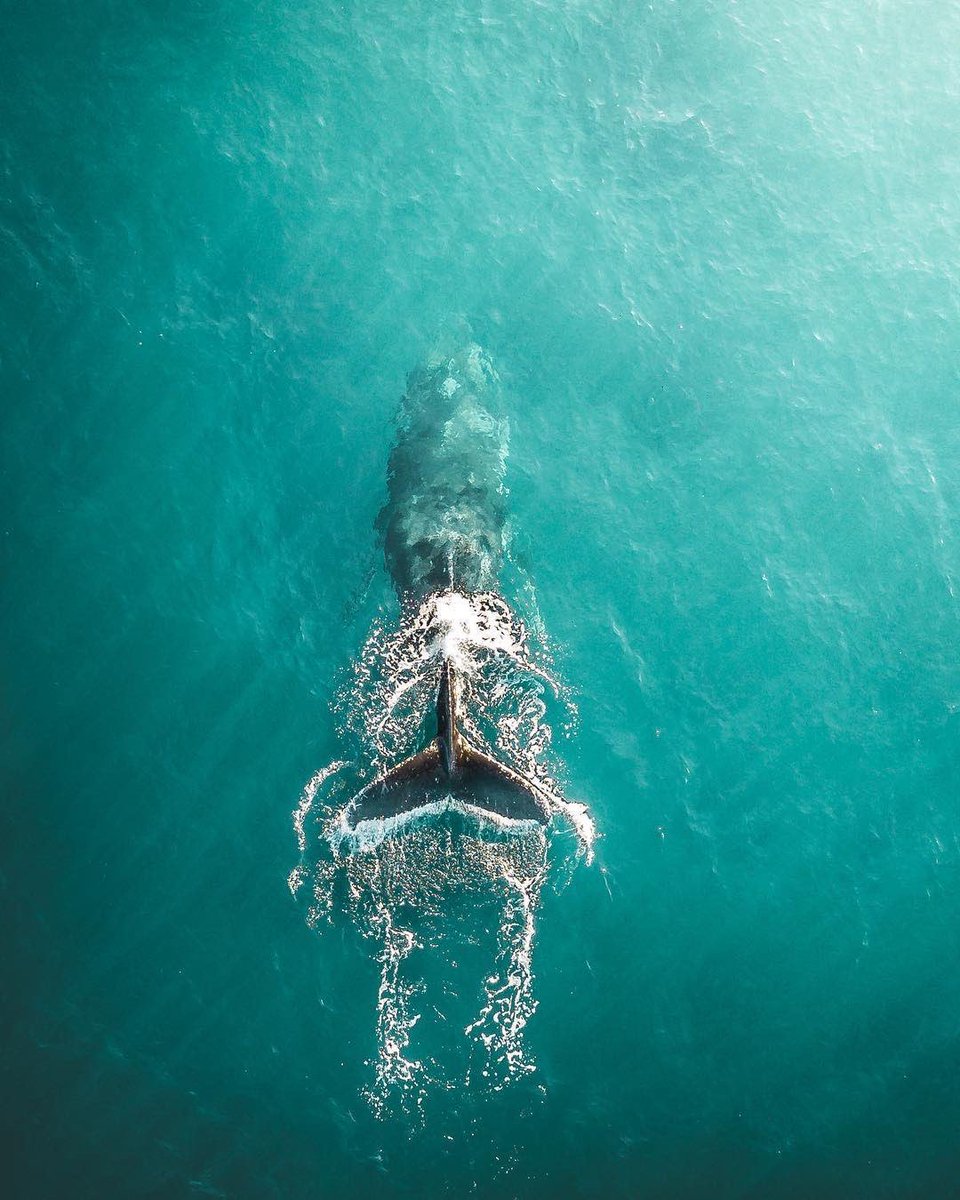 earthescope's tweet photo. King and Queen of the ocean 🐋 | Photography by Robert Denham https://t.co/oLpEVit54T