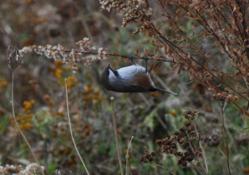 Tommy Thompson Park tweet media