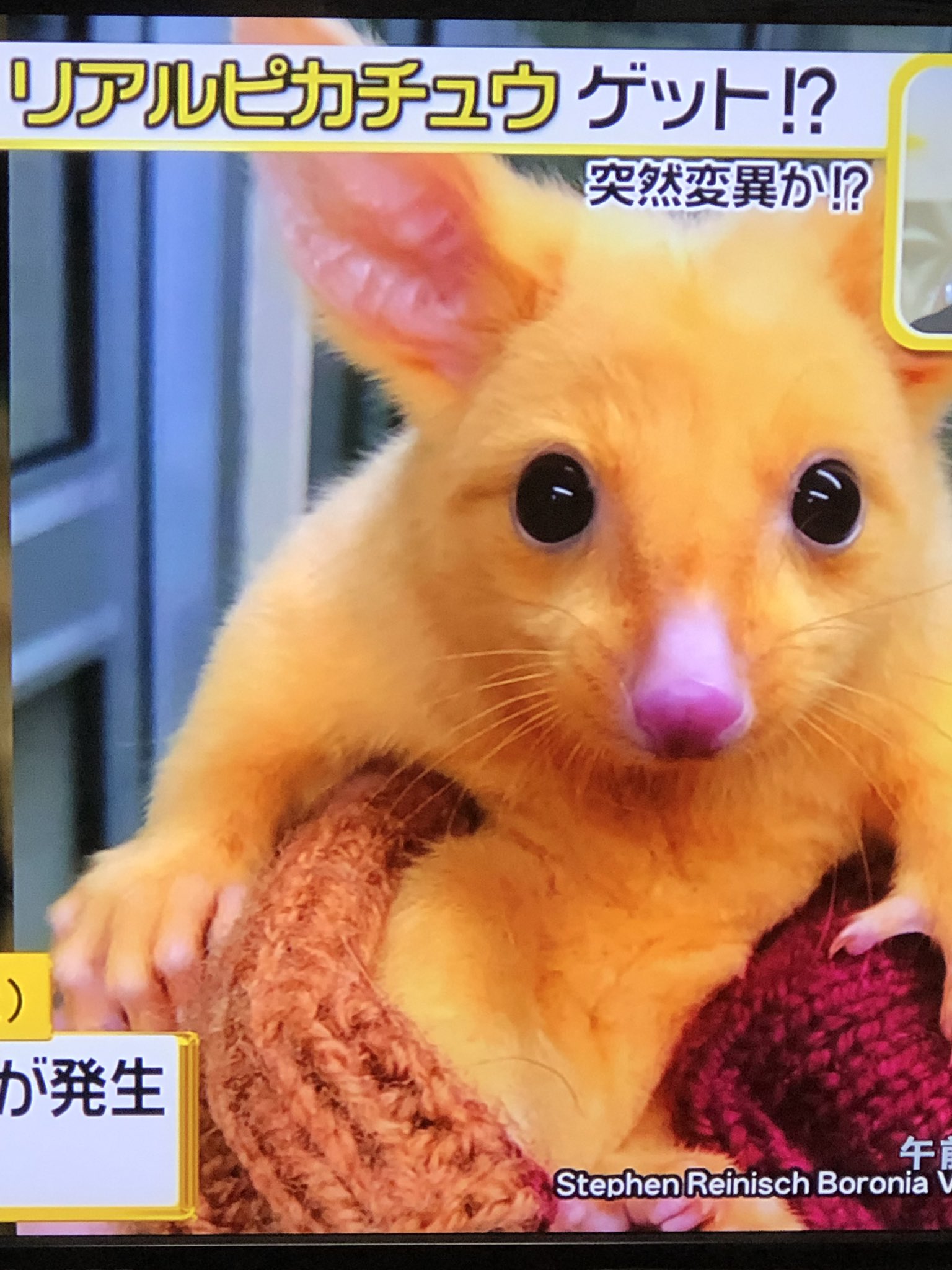 ちゃぁchan リアルピカチュウやって ネズミや思ったらキツネらしい リアルピカチュウ 突然変異 T Co Im98mekmeg Twitter