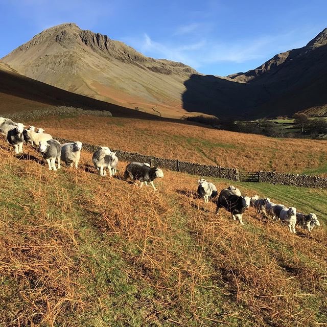 FellsFarmers's tweet photo. Moving across the mountainside in #Wasdale 🐑🐑🐑
#lakedistrict #Cumbria #sheep #alternativerurals https://t.co/6ZvFzggSno