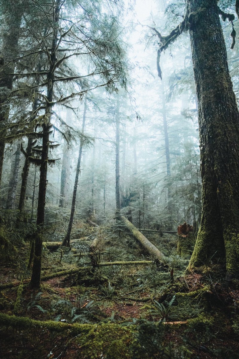 earth's tweet photo. Let’s get lost in the fog. https://t.co/ZGVy6h0XIT