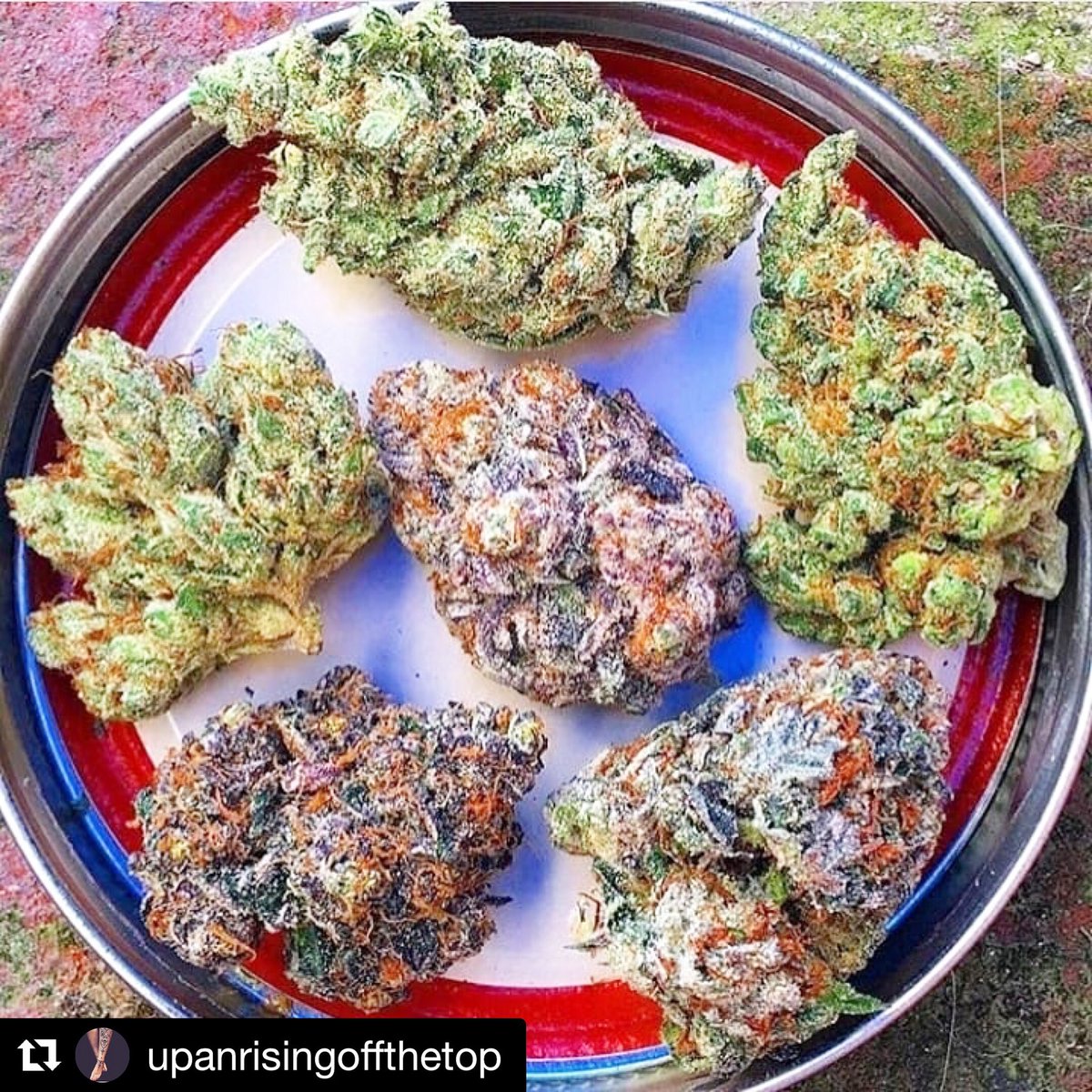 RealDailyToke's tweet photo. Tag someone who can name these strains? #dailytoke #kush #weed #strains #marijuana https://t.co/bWODdjIC2w