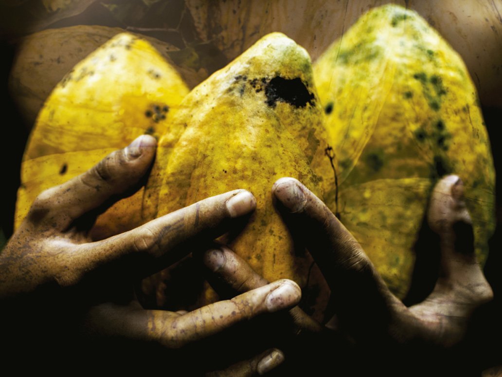 TropicalCommons's tweet photo. #ChocolateOfPeace a documentary about the Peace Community of San José de Apartadó, and their fight to remain neutral in the face of the Colombian armed conflict 🌱☕️🍫✌️☮️ @cdpsanjose @chocolatedepaz @gwenburnyeat https://t.co/Hud66yzBjZ https://t.co/B4TiU8zmYO