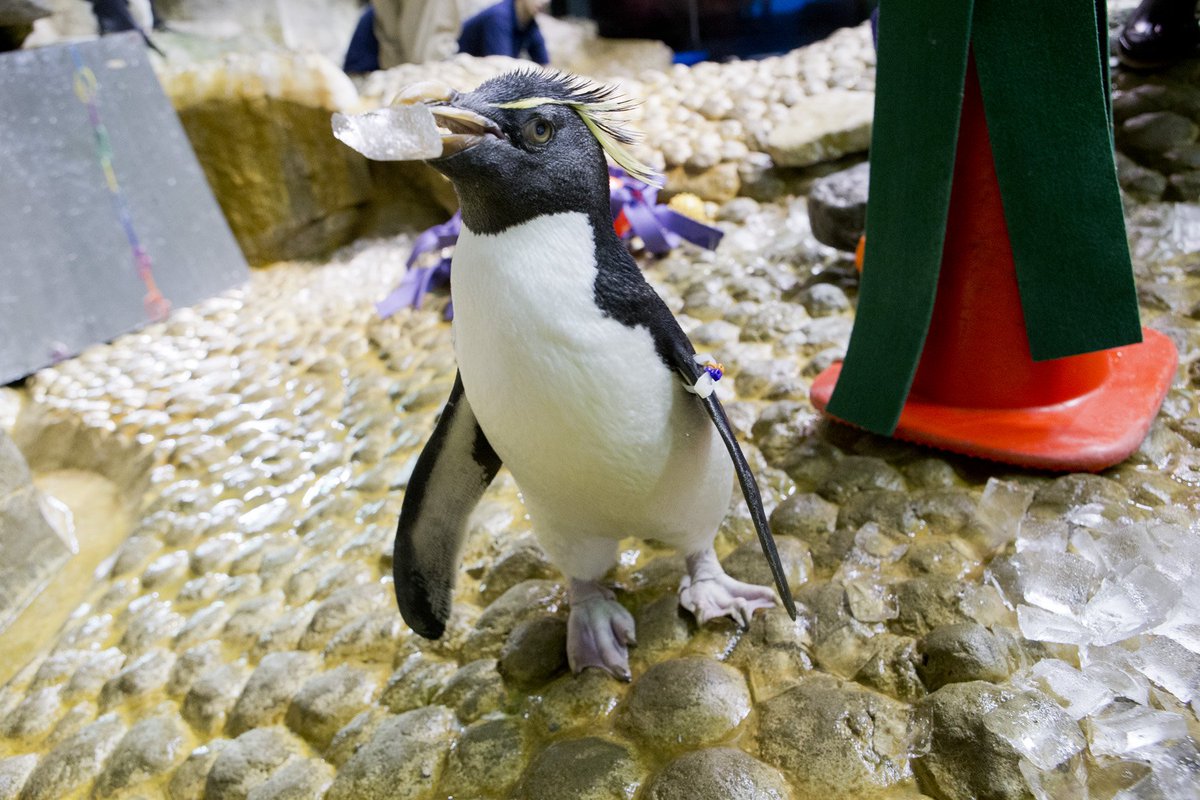 You love penguins. We love penguins. Now let’s protect them from plastic pollution. If you can, take the first step by pledging to #SheddtheStraw at pledge.ourhands.org